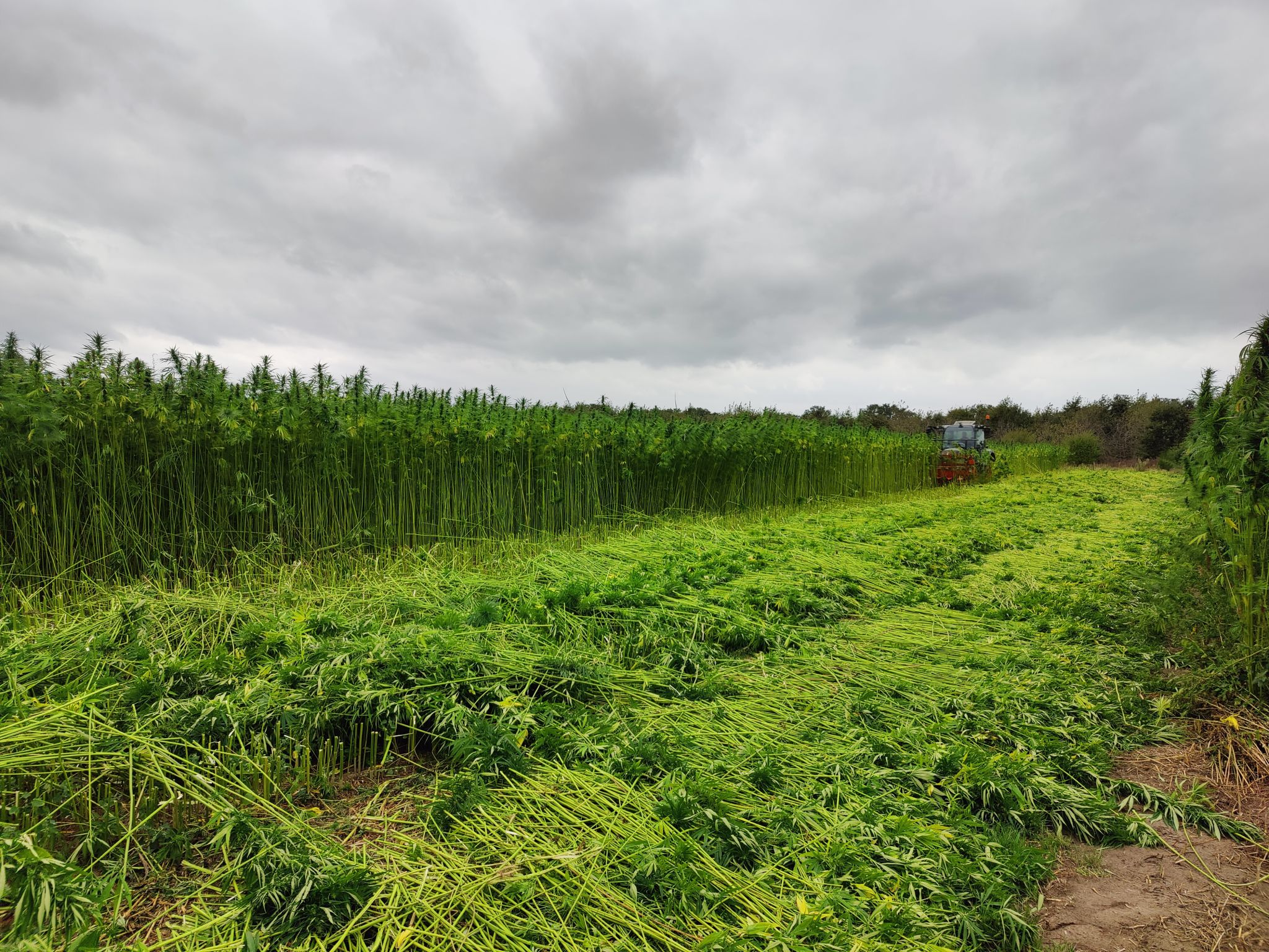 Partner Interreg-project ‘Hemp2comp’